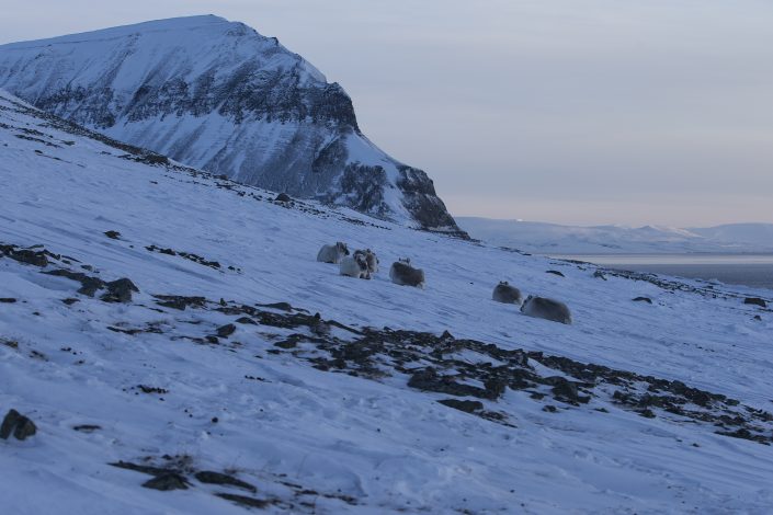 Svalbardsren