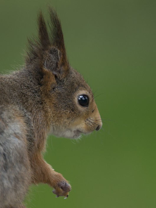 Red Squirrel Sweden 2015