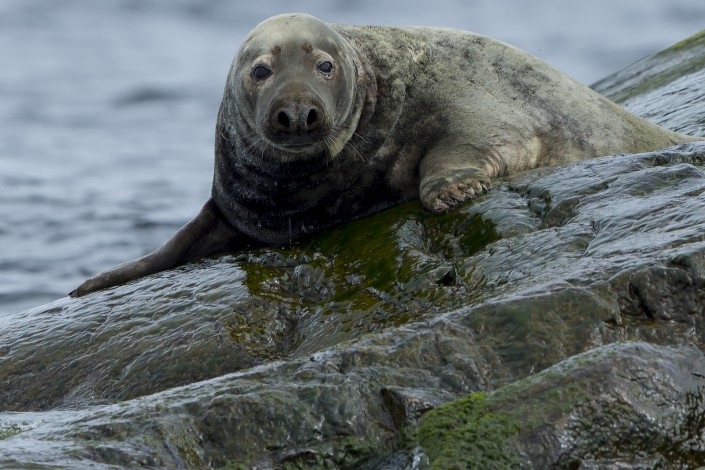 Grey Seal Stockholm archepelago 2015