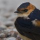 Red-rumped swallow Gotland 2014
