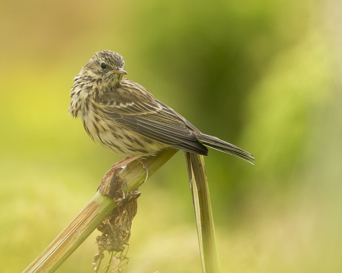 Meadow pipit Iceland 2014