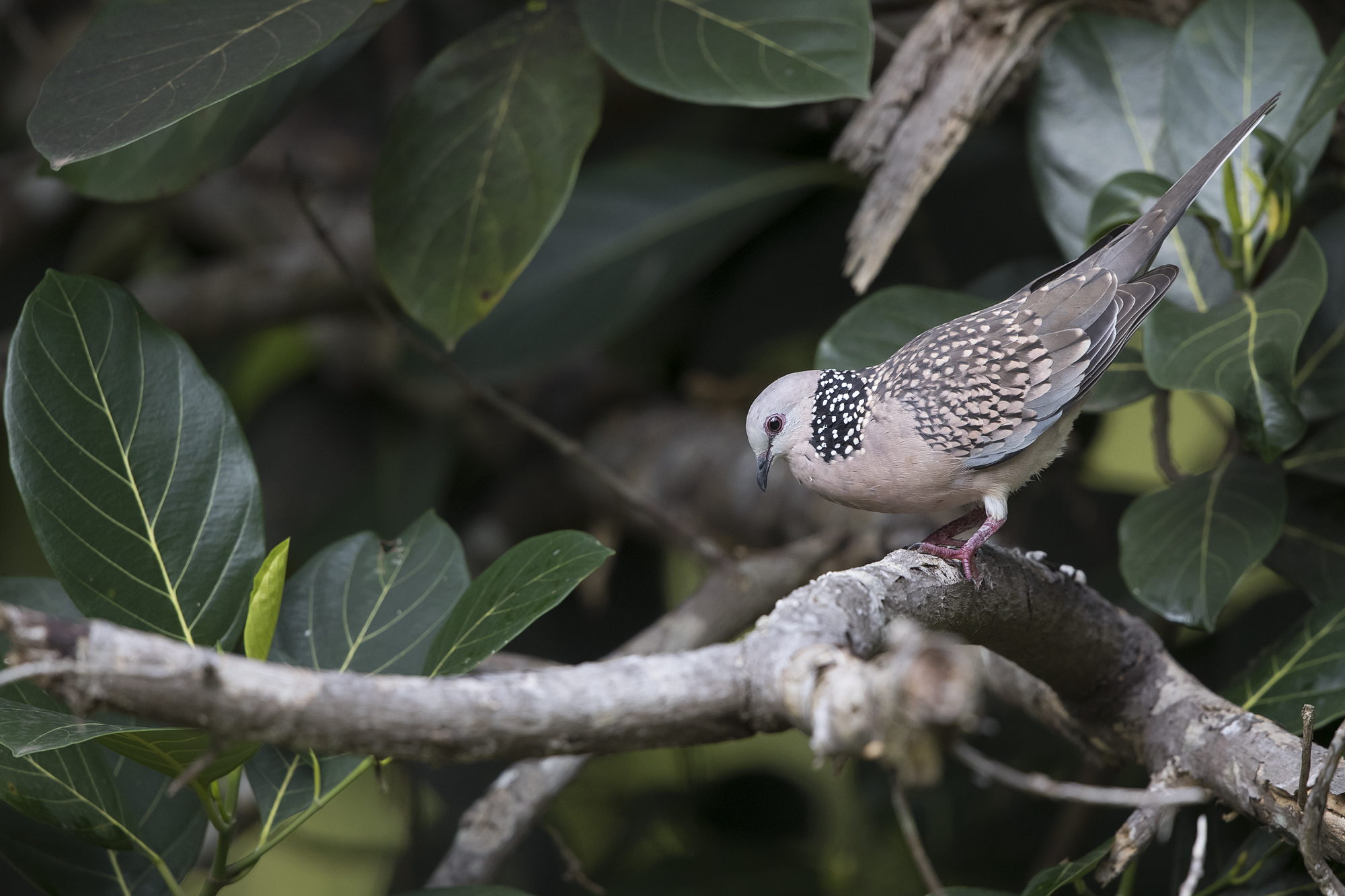 2000spotted-dove1