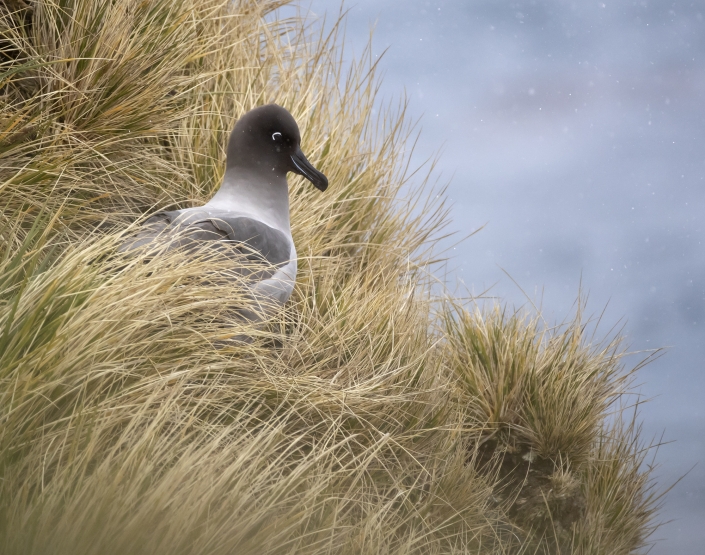 Ljusryggad albatross