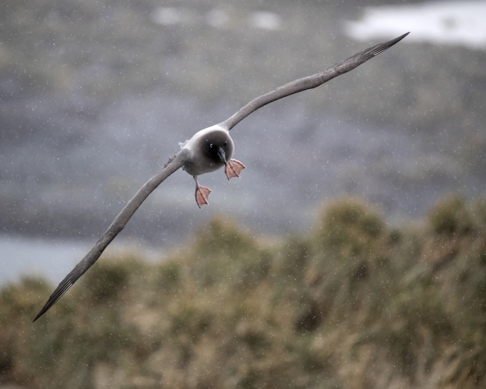 Ljusryggig albatross