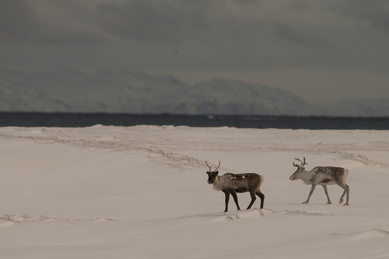Reindeer ren Varanger fot:Niclas Ahlberg