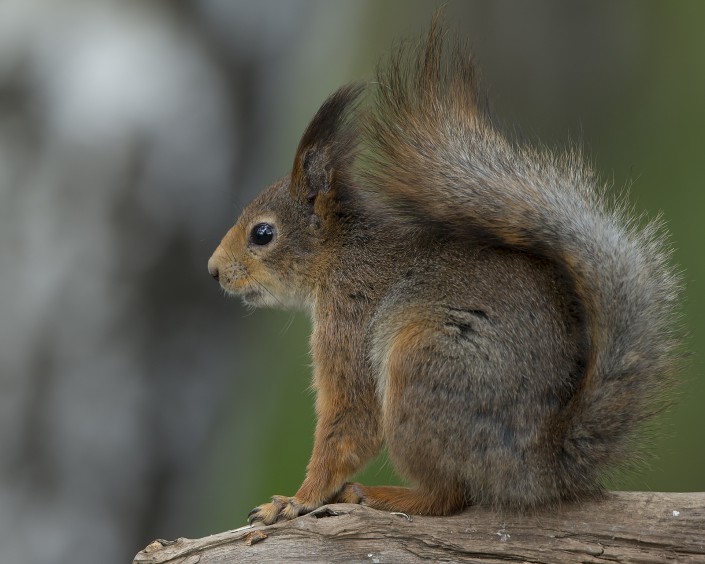 Red Squirrel Sweden 2015