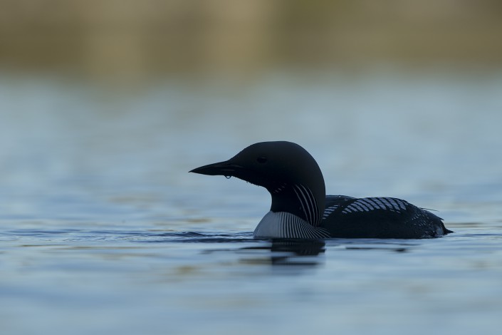Black-throated loon Sweden 2015