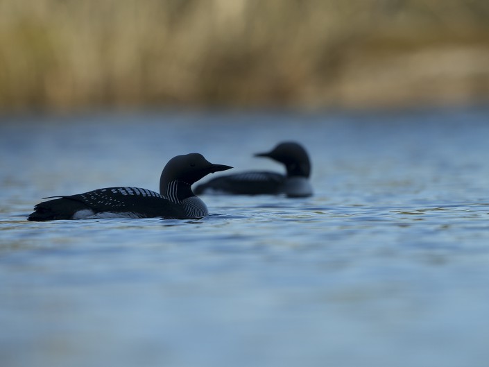 Black-throated loon Sweden 2015