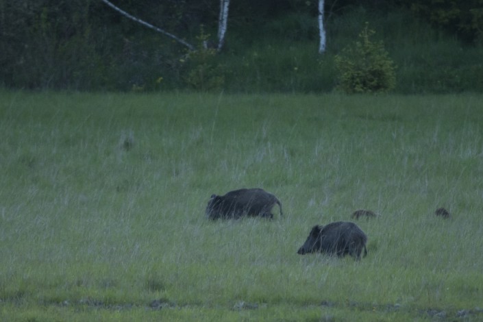 Wild boar 2015