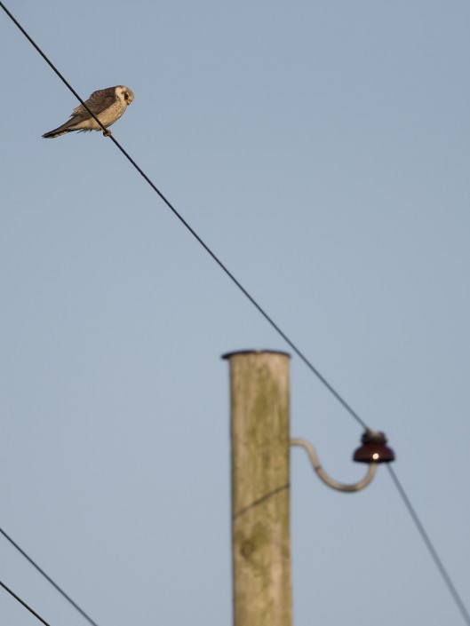 Red-footed falcon, Gotland 2015