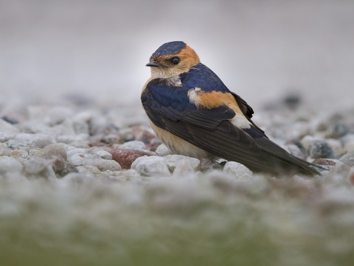 Red-rumped swallow Gotland 2014