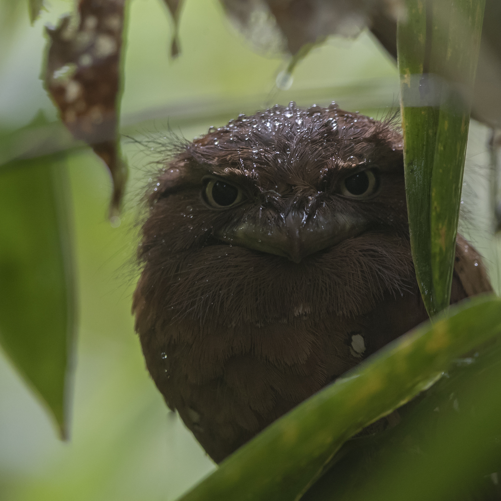 1600frogmouth1