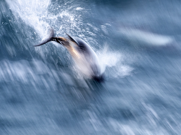 Commersons delfin