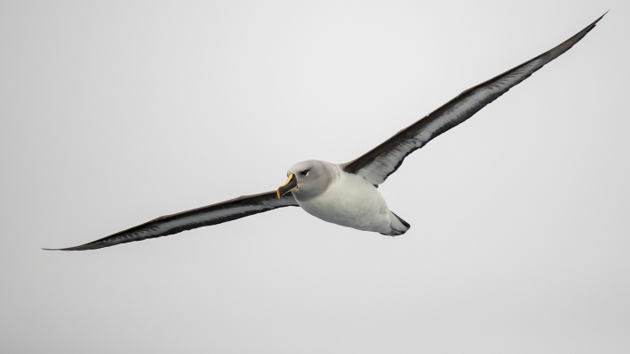 Gråhuvad albatross